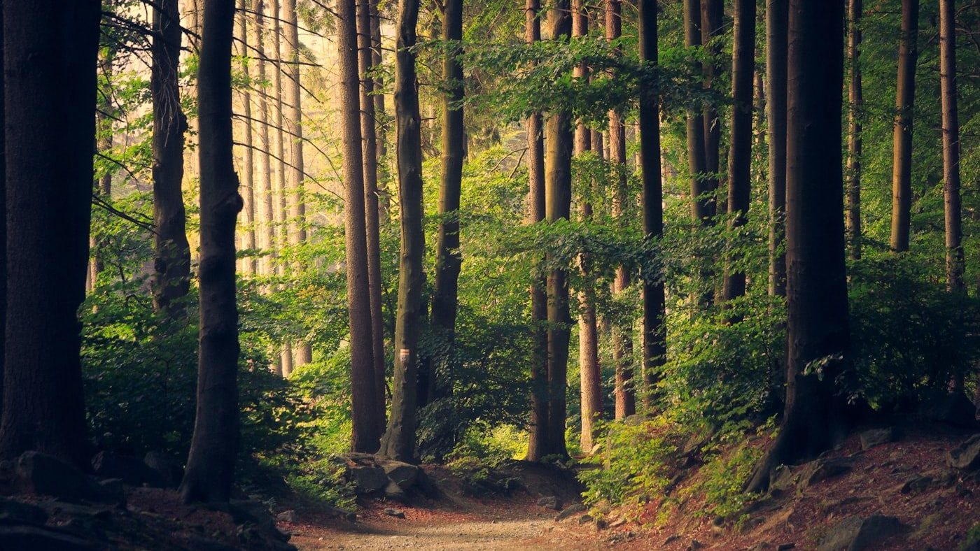 A quiet trail winding through a Pacific Northwest forest
